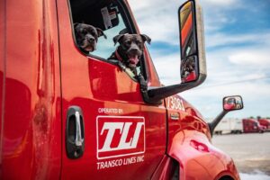 Two Pitbull pups in a Transco Lines truck